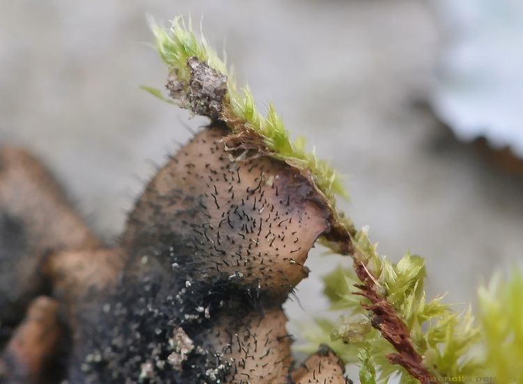 Se fosse una Parmelia crinita?
